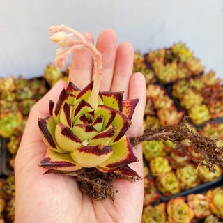 Sen đá đế vương 140.000₫ /1 khay