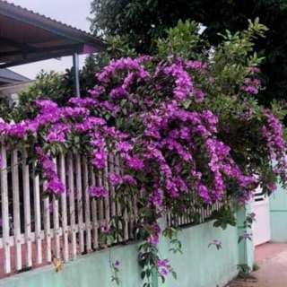 Cây lan tỏi
