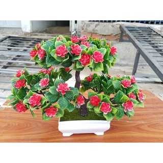 Chậu cây bonsai trang trí tết