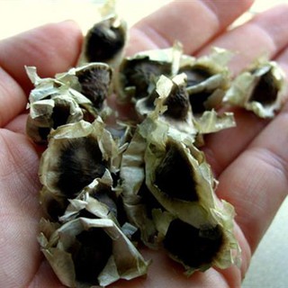 Hạt giống Chùm Ngây (gói 20 hạt)
