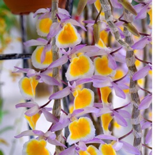 Phong lan Long tu Xuân Điện Biên