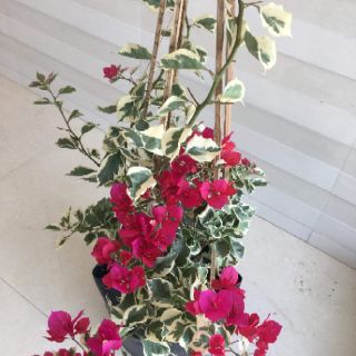 Cây 🌲 Giấy Cẩm Thach đỏ ( siêu hoa)