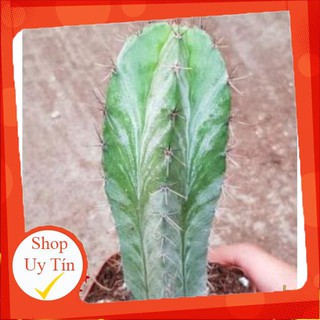 Xương rồng trụ xanh lá sọc🍏 |FREESHIP| 🔥 XỨ NÓNG, ĐÃ THUẦN KHÍ HẬU, KHOẺ ĐẸP 🍏 LỖI 1 ĐỔI 1