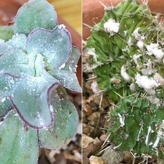 Thuốc tím trị rệp sáp sen đá