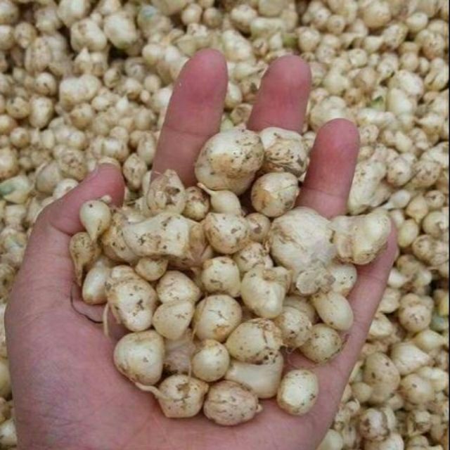 0.5kg hạt ném tươi (hành tăm) Quảng Trị (nhà trồng)