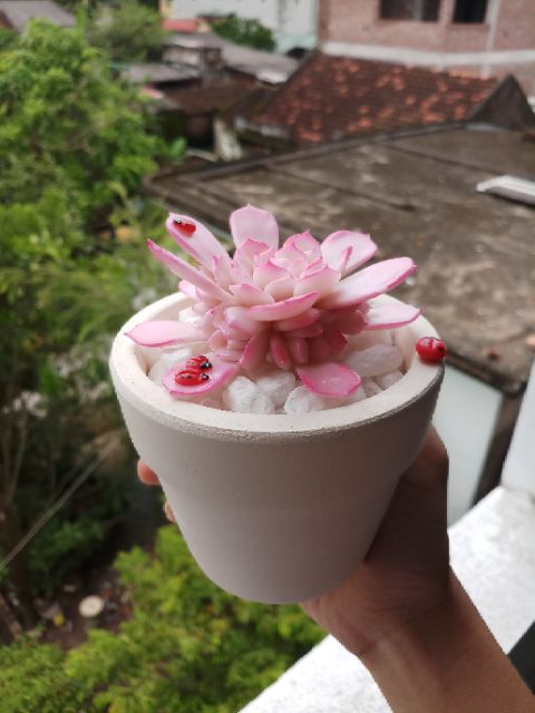 Sen đá đất sét size 9cm