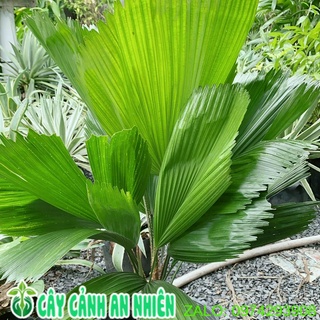 Cây Kẹ Nhật ( Cây Cọ Nhật)