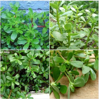 Hạt giống rau sam  {gói 0.5 gram }