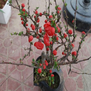 Mai đỏ chơi tết - cây như hình chụp, nụ chi chít