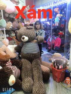 Gấu bông teddy áo khổ vải 2m