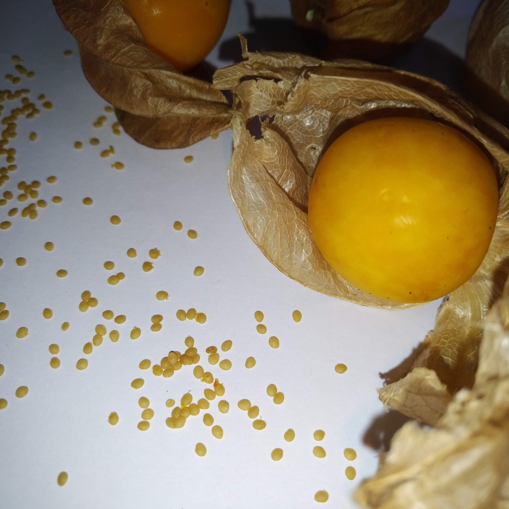 Hạt giống Tầm bóp - Thù Lù Nam Mỹ - GOLDEN BERRY - Gói 20 hạt