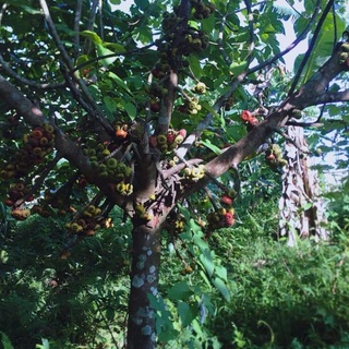 CÂY GIỐNG SUNG MẬT RỪNG