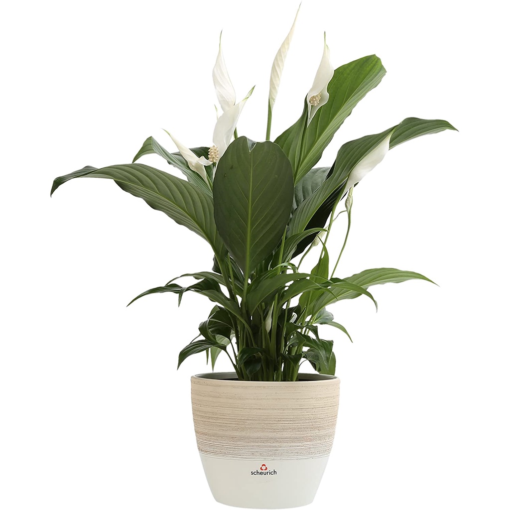 hạt giống vân môn Costa Farms Peace Lily Spathiphyllum Live Indoor Plant Cao 15 inch