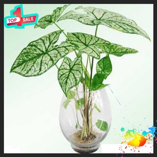 🍀BAO CHẤT🍀Cây môn(mon) lá trắng