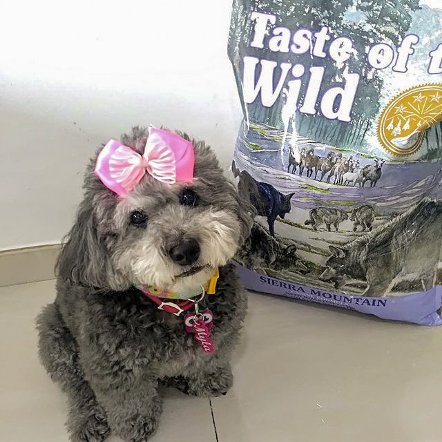 Thức Ăn Cho Chó Poodle Taste Of The Wild Bao 500g -  Sierra Mountain Thịt Cừu, Trái Cây Rau Củ Quả