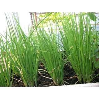 Hạt giống Hành lá (1gram) JL21