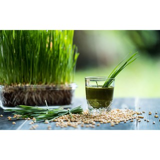 [Túi Lớn 1Kg] Hạt Giống Mầm Lúa Mạch Tâm Nông, lúa mì Dễ Trồng