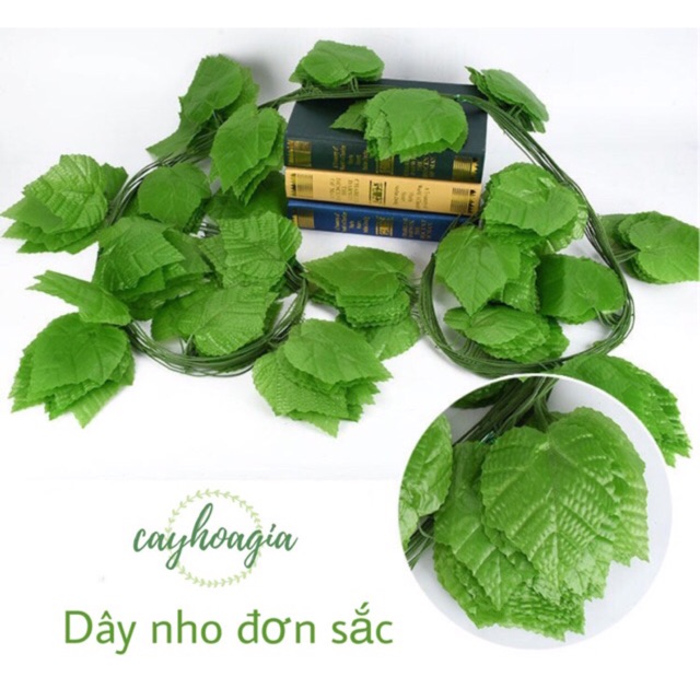 Dây Lá Nho Nhỏ Cuống Xanh 2m3-2m5