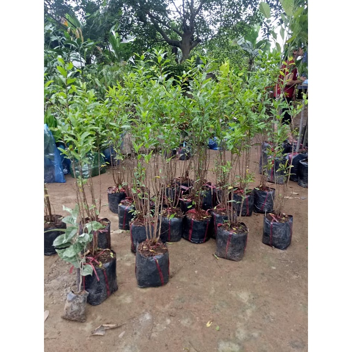 Cây Lựu Tím  - Giống cây trồng cây ăn trái