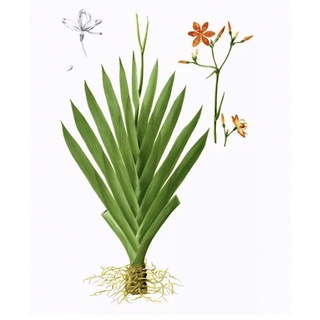 giống xạ can - lan dẻ quạt