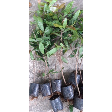 5 mai vàng 60cm trở lên