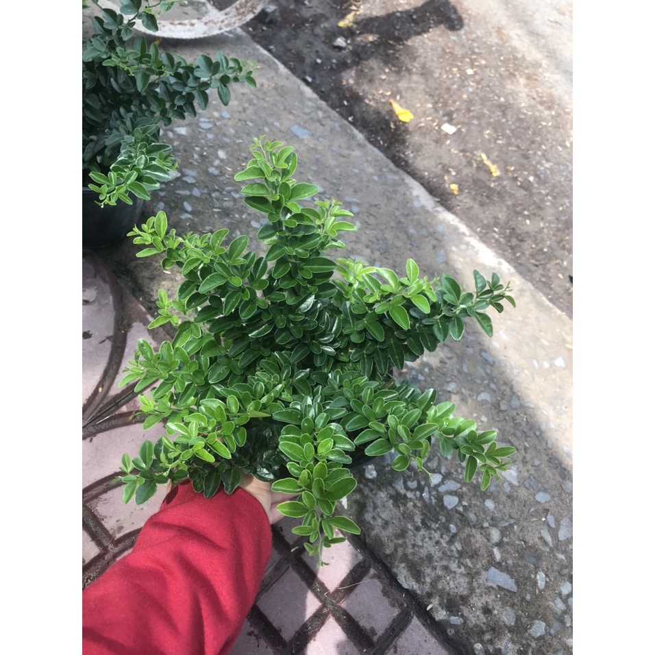 Cây kim quýt thái bonsai - Cây cảnh để bàn - caykiengsadec