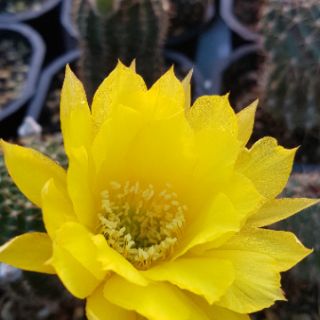 Xương rồng Lobivia