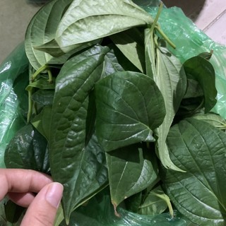 { ẢNH THẬT + VIDEO } lá TRẦU KHÔNG TƯƠI 100%