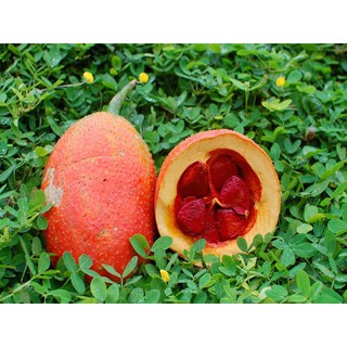 Hạt giống cây gấc kiểng