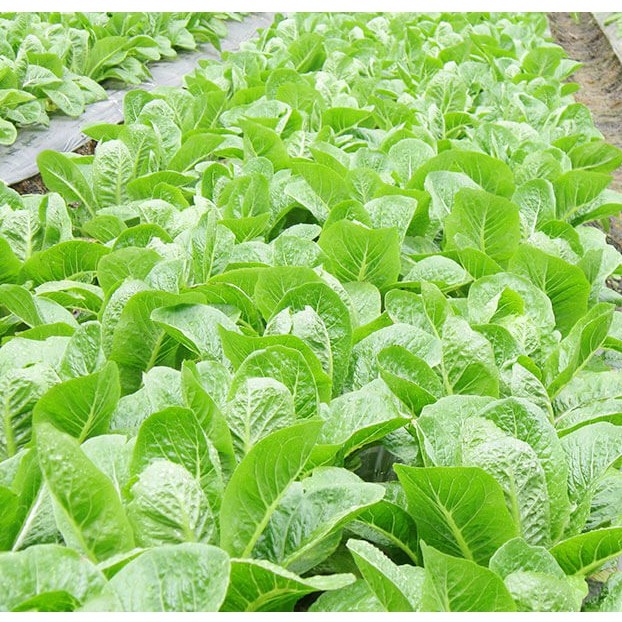 [Seeds] Hạt giống Xà lách Romaine, đóng gói 2gr, dễ trồng, năng suất cao