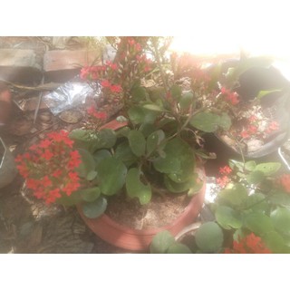 Cây sống đời đơn màu đỏ