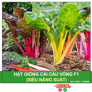 Hạt Giống Cải Cầu Vòng Siêu Năng Suất, Nảy Mầm Cao 10 Gram