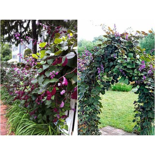 10 hạt giống đậu ván tím
