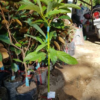 Cây bơ 034, trái dài