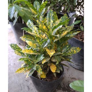 Cây vàng bạc, Cây lá màu vàng