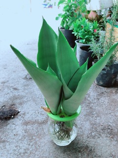 Chậu Lưỡi Hổ Thuỷ Sinh