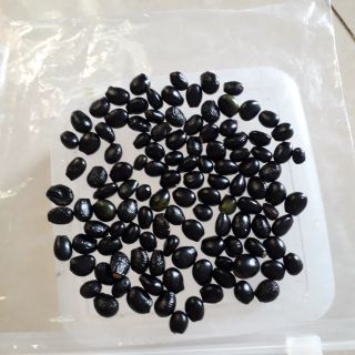 Hạt mai  châu vàng cánh to. Gói 45 hạt