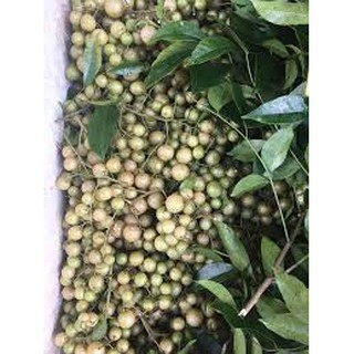 Hạt mắc mật khô thơm (1kg)