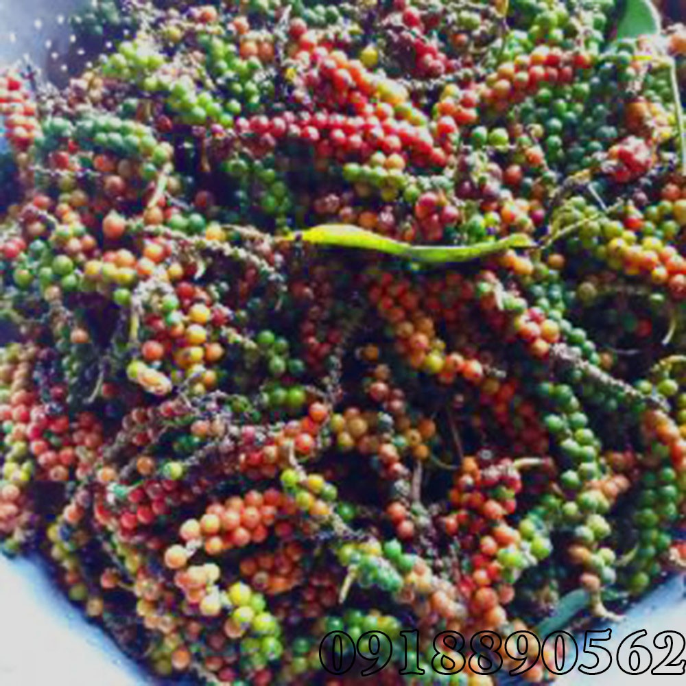 tiêu đen khô, hạt chắc ,nguyên hạt dak lak 1kg | BigBuy360 - bigbuy360.vn