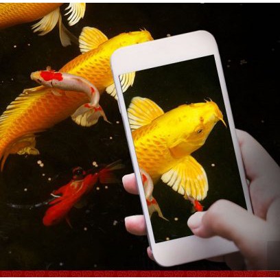 Cám aquamaster cá koi bao 5kg