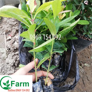 cây hoa mẫu đơn  loại bầu ươm