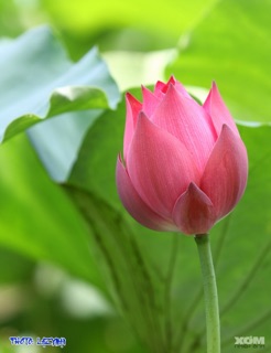 Gói 5 Hạt Giống Sen Ta