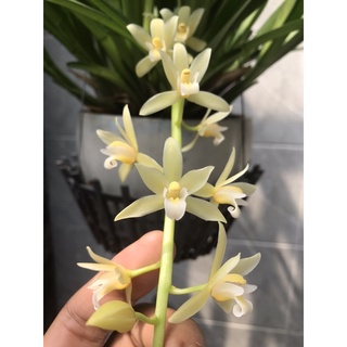 Kiếm cánh bầu hải phòng