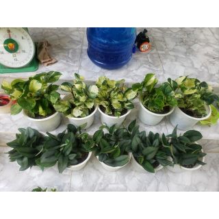 Combo cây cảnh