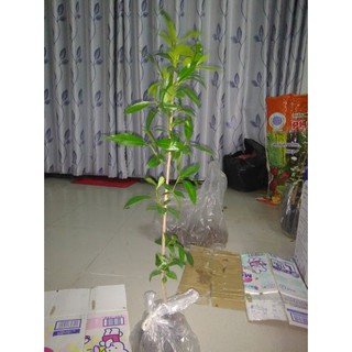 Cây vối, cao khoảng 60-80cm (freeship)