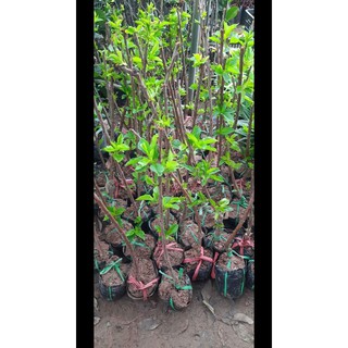 2 cây chery anh đào