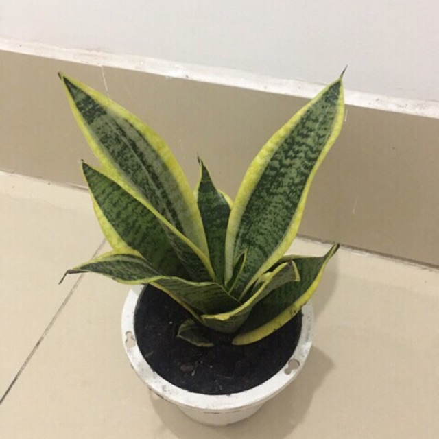 Cây lưỡi hổ Thái(size trung) - bầu đất, không chậu