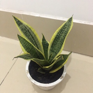 Cây lưỡi hổ Thái(size trung) - bầu đất, không chậu