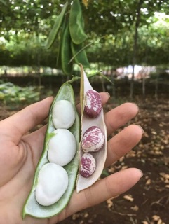 1 kg ĐẬU NGỰ KHÔ