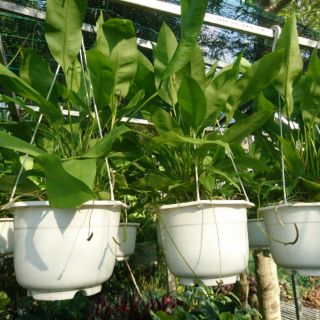 Cây chuỗi kim ngân lượng treo dùng trang trí nội thất, cảnh quan, phong thuỷ, Decor- Hoa kiểng TH farm